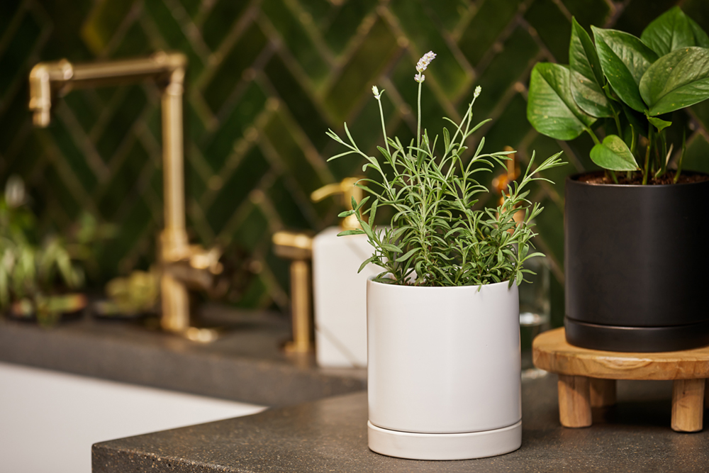 031721 JZ A 046 small Consistent Content